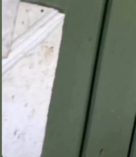 How can you hate something that sounds so cute and looks so fluffy?