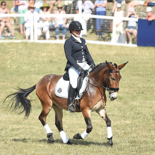 Meet Wallace the first mule to win the British dressage. Wallace ...