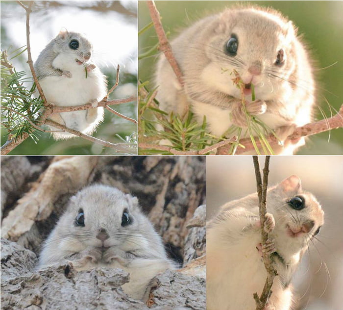 Ezo momonga is a type of flying squirrel unique to Hokkaido. (By Pop Shiretoko 360)