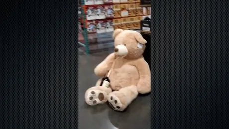 Drunk teddy shop bears at costco