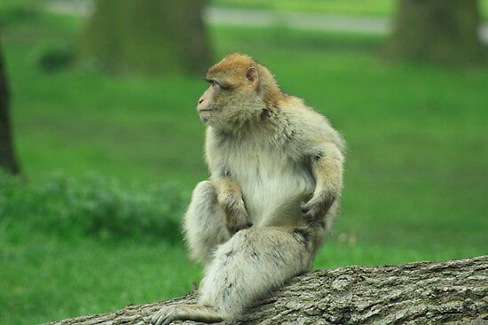 scratch monkeys coupon code