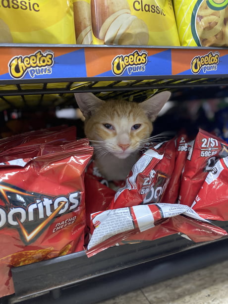 Doritos cat store