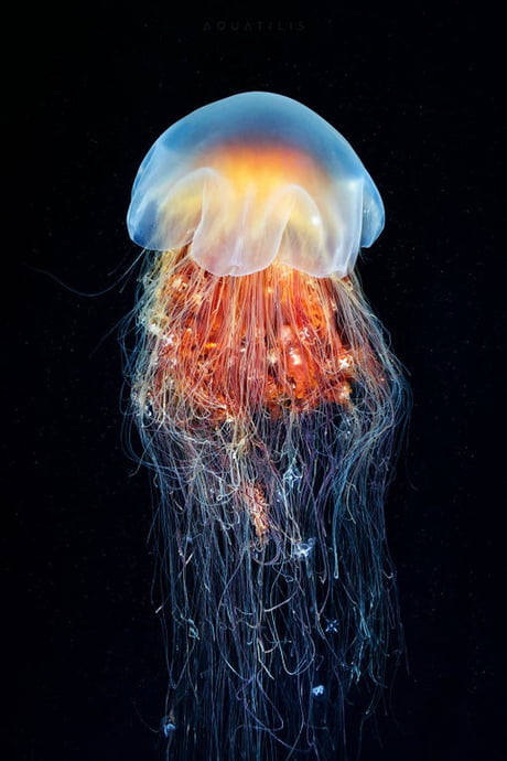 The Majestic Lion S Mane Jellyfish Cyanea Capillata Has Been Observed To Grow To A Length Of 120 Feet 37 Meters With A Bell Diameter Of 7 5 Feet 2 2 Meter 9gag