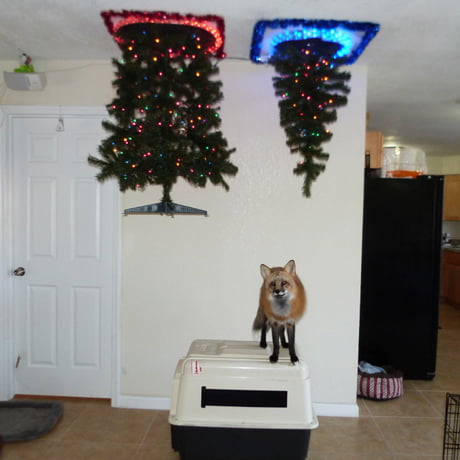 Genius People Who Found A Way To Protect Their Christmas Trees From Pets 9gag