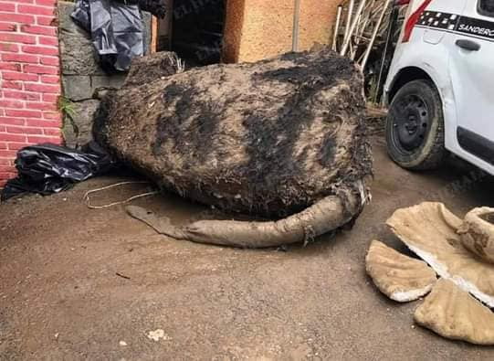 sewage-workers-find-a-giant-rat-inside-mexico-city-s-sewer-system-9gag