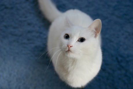 Longcat, one of the original meme cats, has died. She was 18 years old. :  r/memes