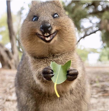 This quokka's “smiley” face - 9GAG