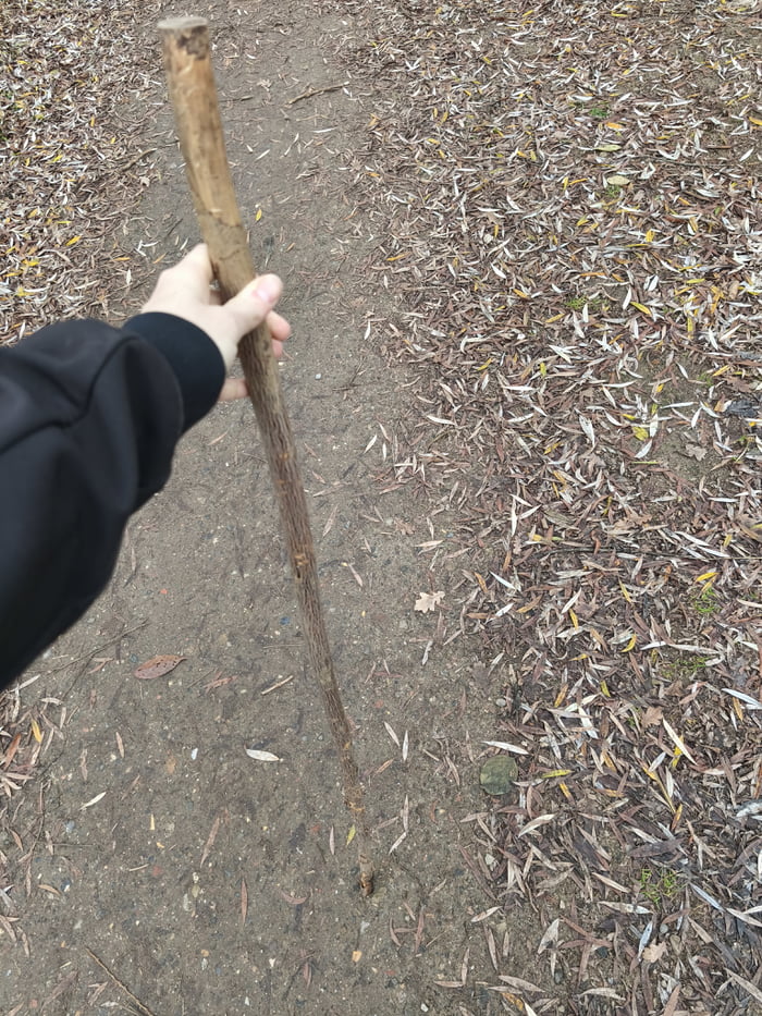 Found a nice stick on my way to get groceries
