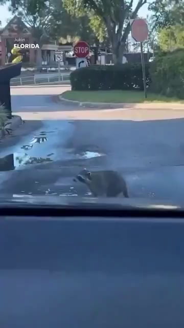 🔥 A raccoon figured out that if he blocks the drive-thru, they’ll give him a donut to make him leave