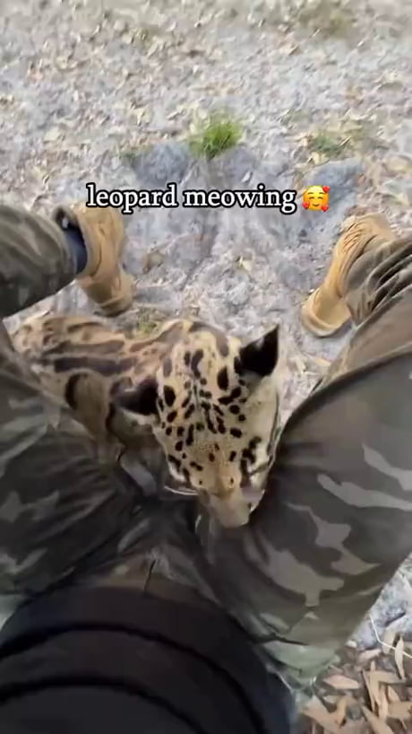 Leopard meowing