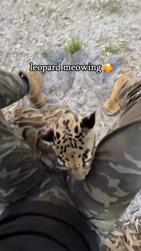 Best Funny wild Memes - 9GAG