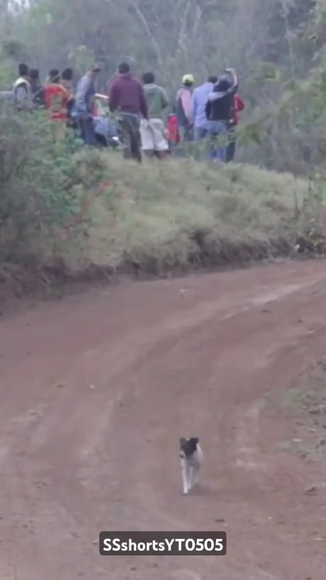 Dogcatchers