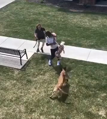 Incompetent dog owner