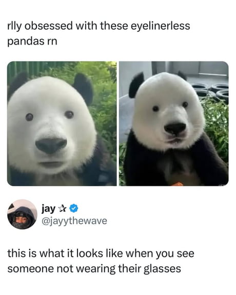 Panda Memes
