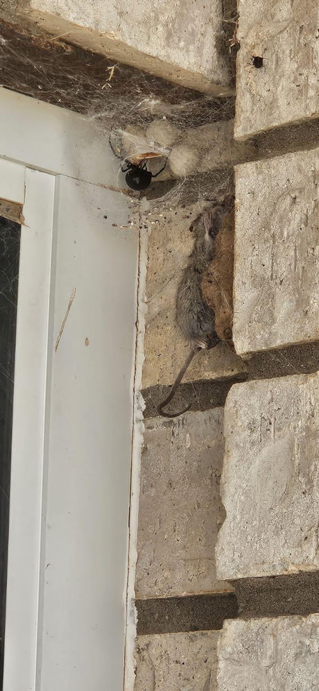 This Spider has 3 egg sacks, is pregnant with a 4th, and has 2 entire rodents on display in its web.