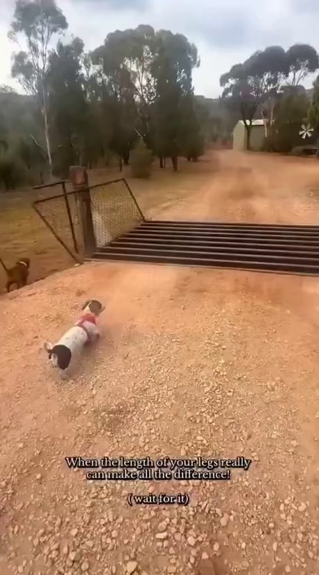 Cat and dog