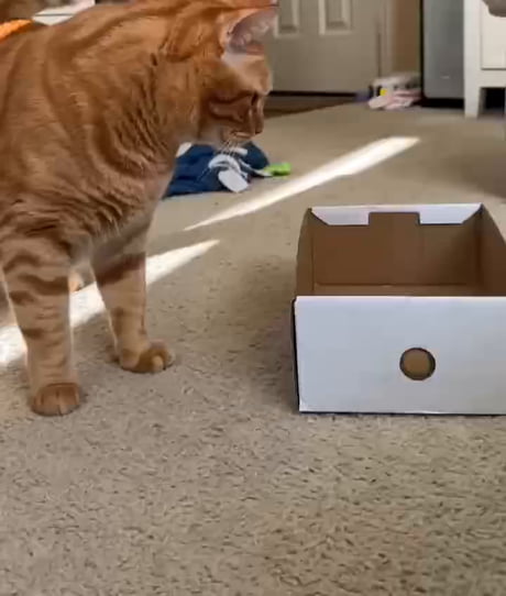 This is called the flip