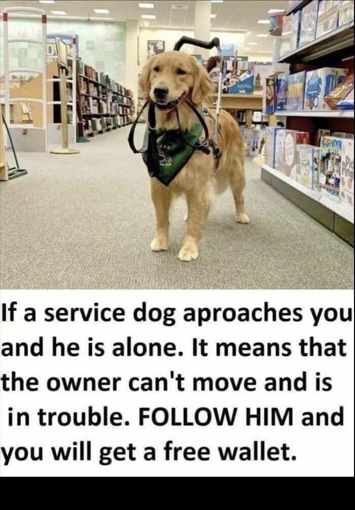 it-s-a-60-40-split-with-fido-9gag