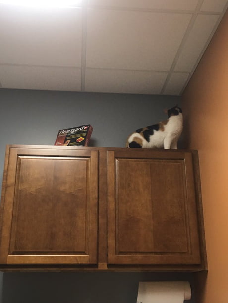 cat hiding after vet visit