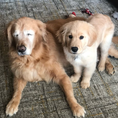 Blind Golden Retriever Gets His Own ‘Guide Dog’ – Wow look at that!