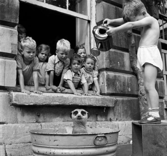 Children washing a meerkat, South Africa, 1950