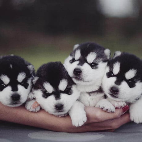 Does Anyone Want To Give A Husky Puppy For Adoption Will Pay For The Shipping Fees 9gag