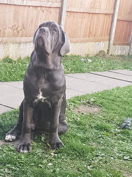 mastiff 6 months old