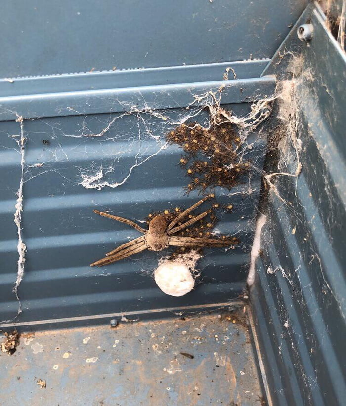 Spider Mamma and her babies
