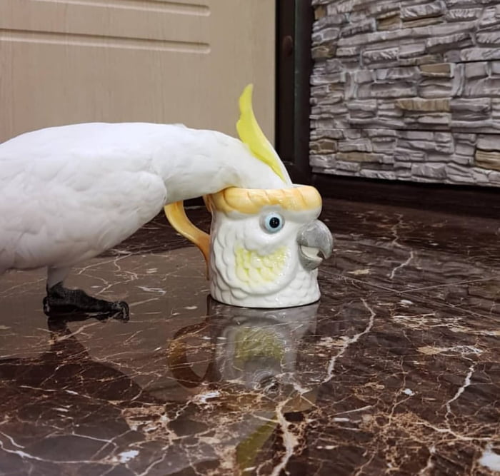 This bird loves his mug