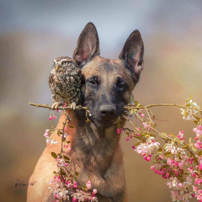 Ingo the Dog &amp; Poldi the Owl