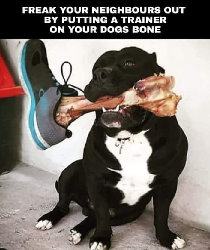 My dog cameback home with this bone this afternoon