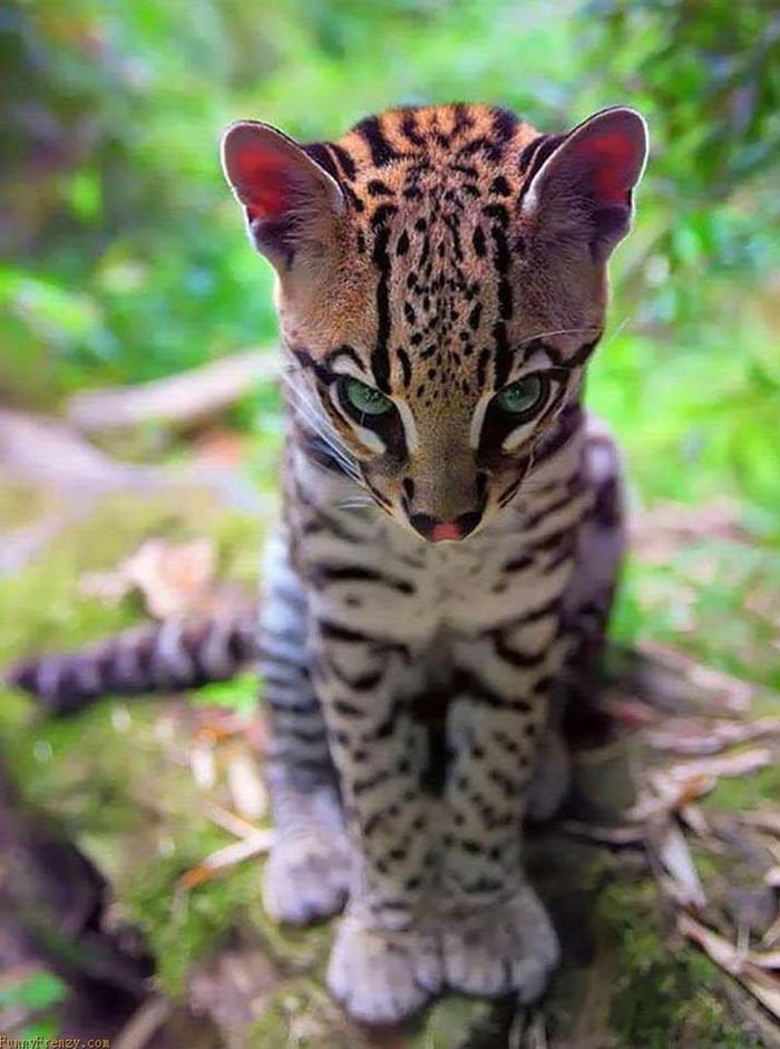 This little ocelot.