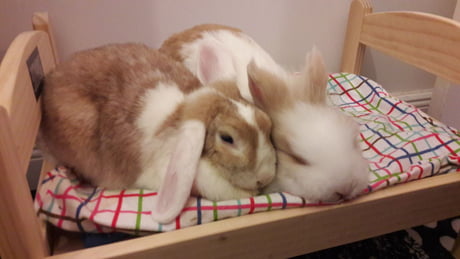 Our bunnies just got their new Ikea bed and they love it - 9GAG