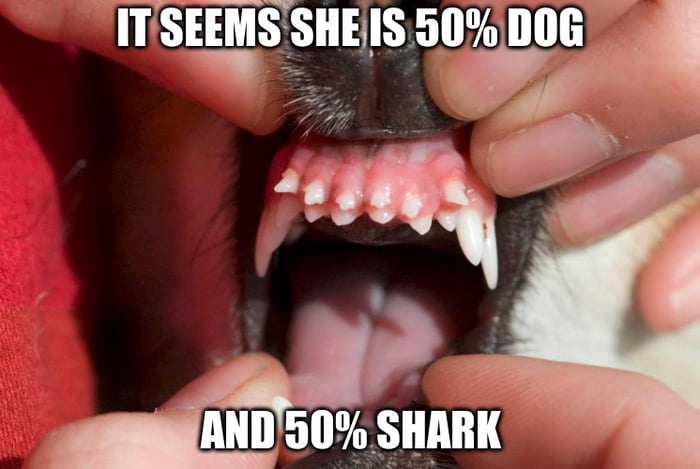 ..thank god my dog doesn't bite
