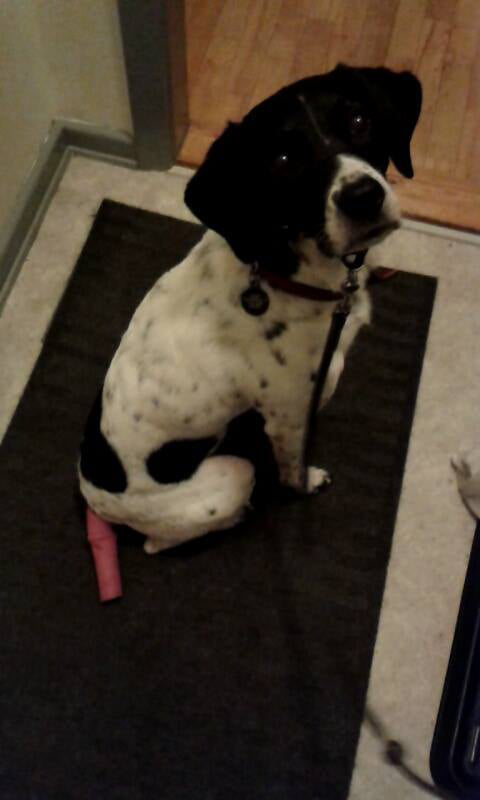 Our dog is so happy, that we had to amputate her tail, because she kept wagging it too hard, and it would bleed and get infected. It became life threatening.