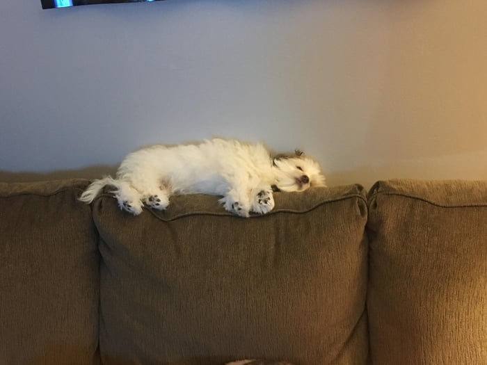 Our dog’s (cat’s?) favorite place to snooze