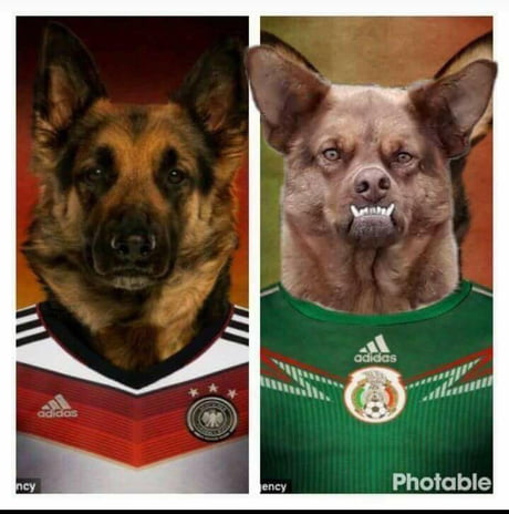 Mexican german hot sale shepherd