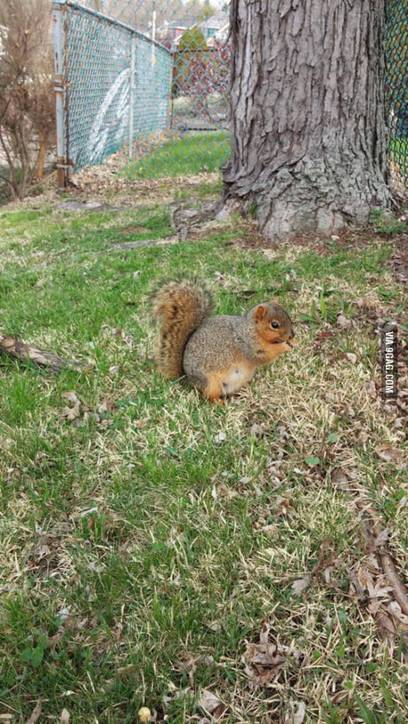 Finally Found A Pregnant Squirrel. - 9Gag Finally Found A Pregnant Squirrel. - 9Gag