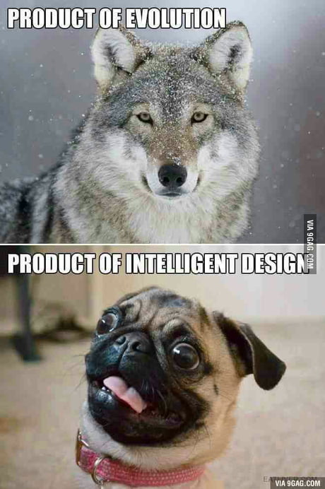 To the individual posting about ugly pugs Couldn t agree more