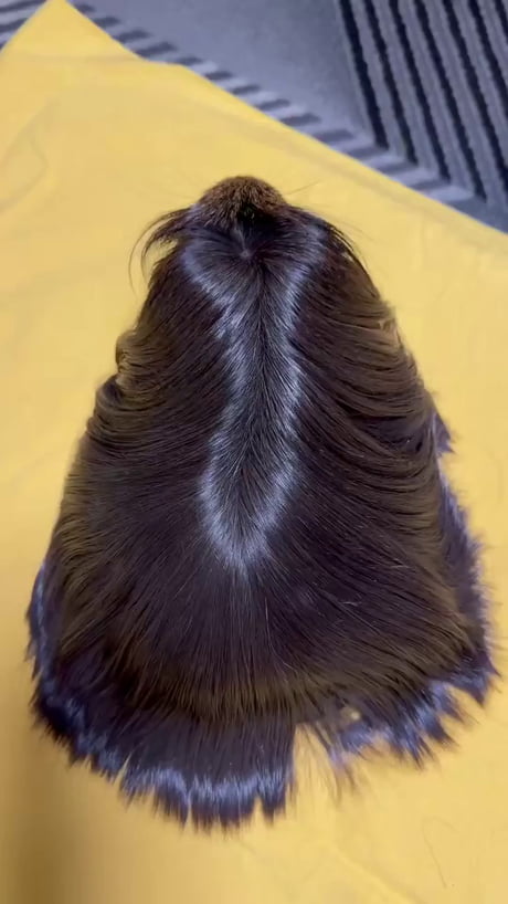 Peruvian long haired guinea pig