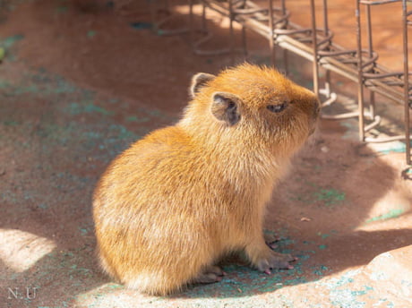 Baby Capybara 9gag