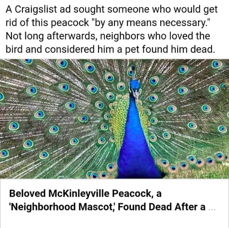 Some guy had his neighbor's peacock killed - 9GAG