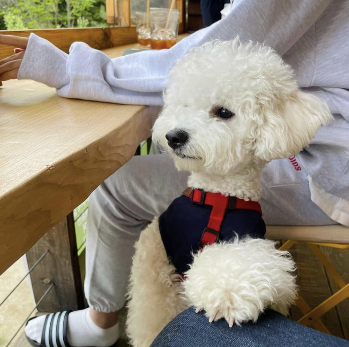 Photo : 210506 Azzo(Yujin’s Puppy) Instagram Update Ft. Ahn Yujin