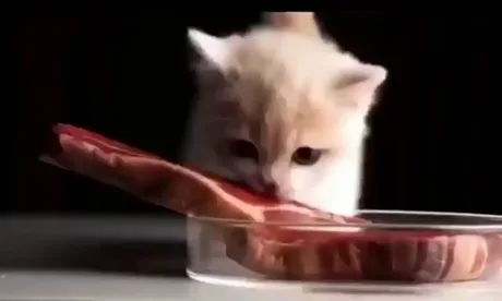 Can a hotsell cat eat steak