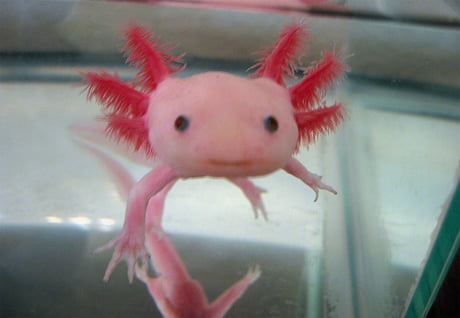 My Girlfriend Got An Axolotl Today Say Hi To Lenny 9gag