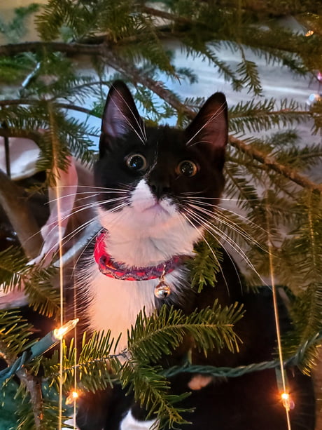 cats first christmas