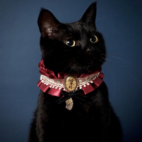 Cat hotsell victorian collar