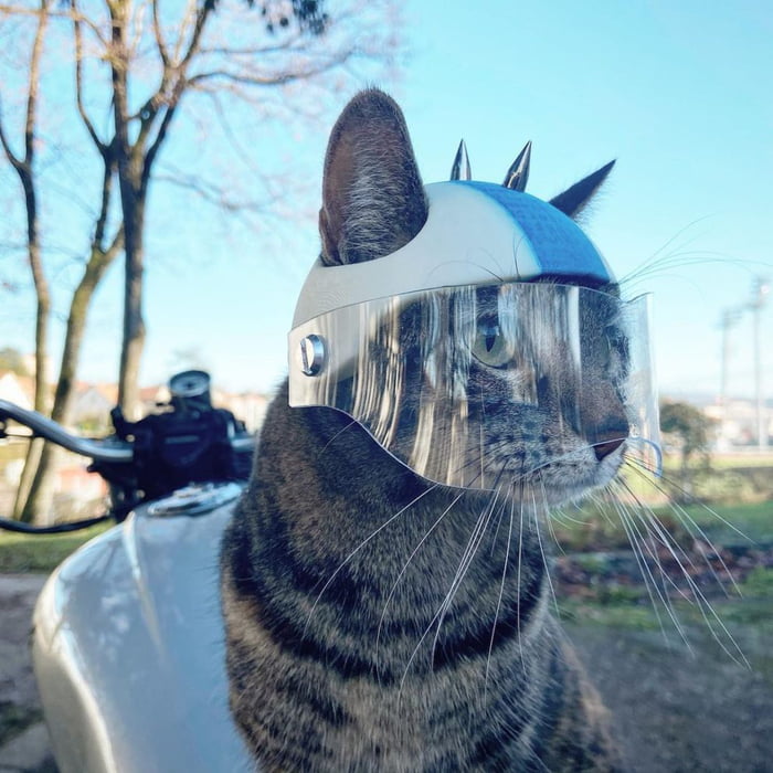 This Guy Makes 3DPrinted Helmets For His Cat 9GAG