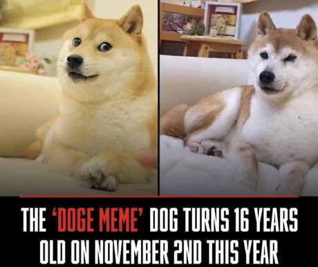 too many doge meme