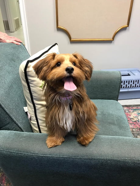 This Dog Comes Straight From A Pixar Movie 9gag